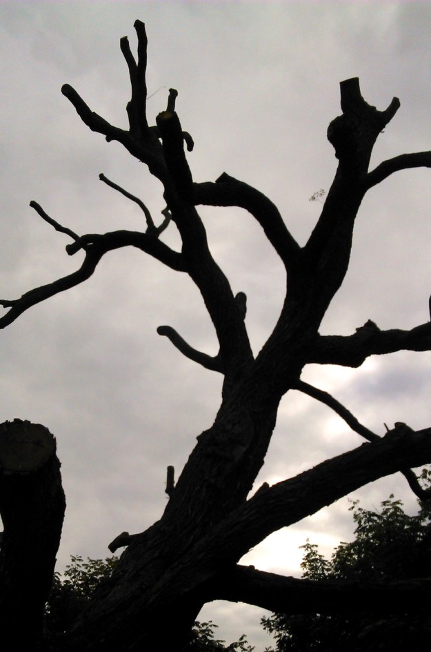 Pruned branches of tree with one sprig of new life