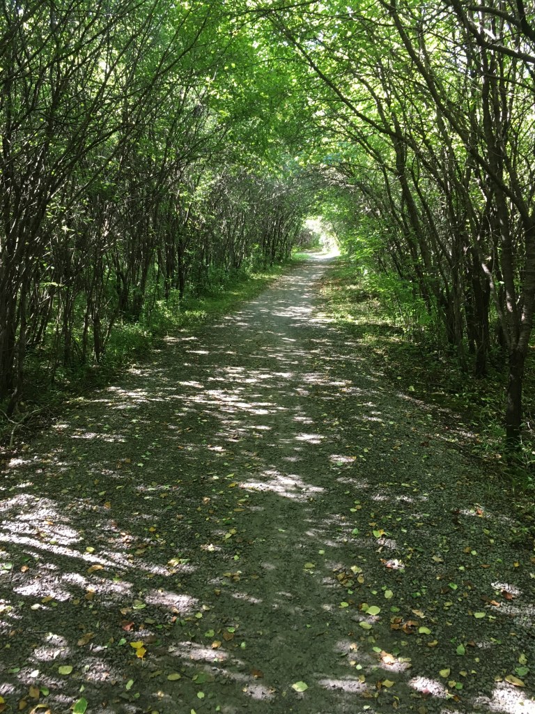 An archway of trees over a wooded pathway in the green of summer