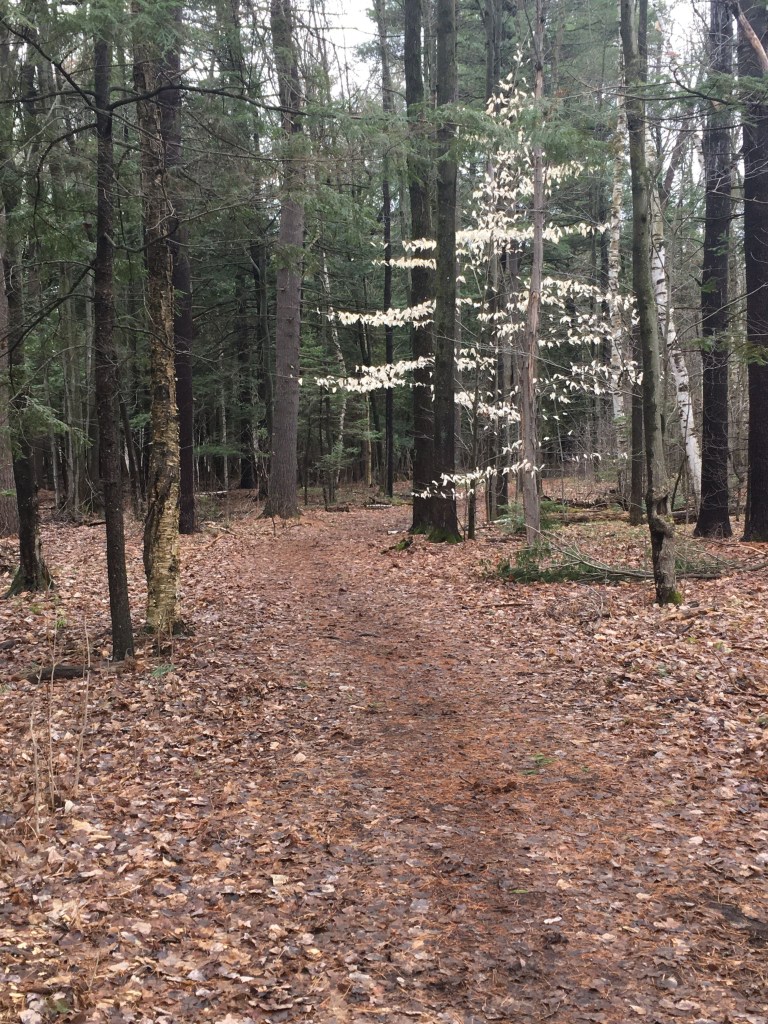 Wooded path with one tree with white leaves