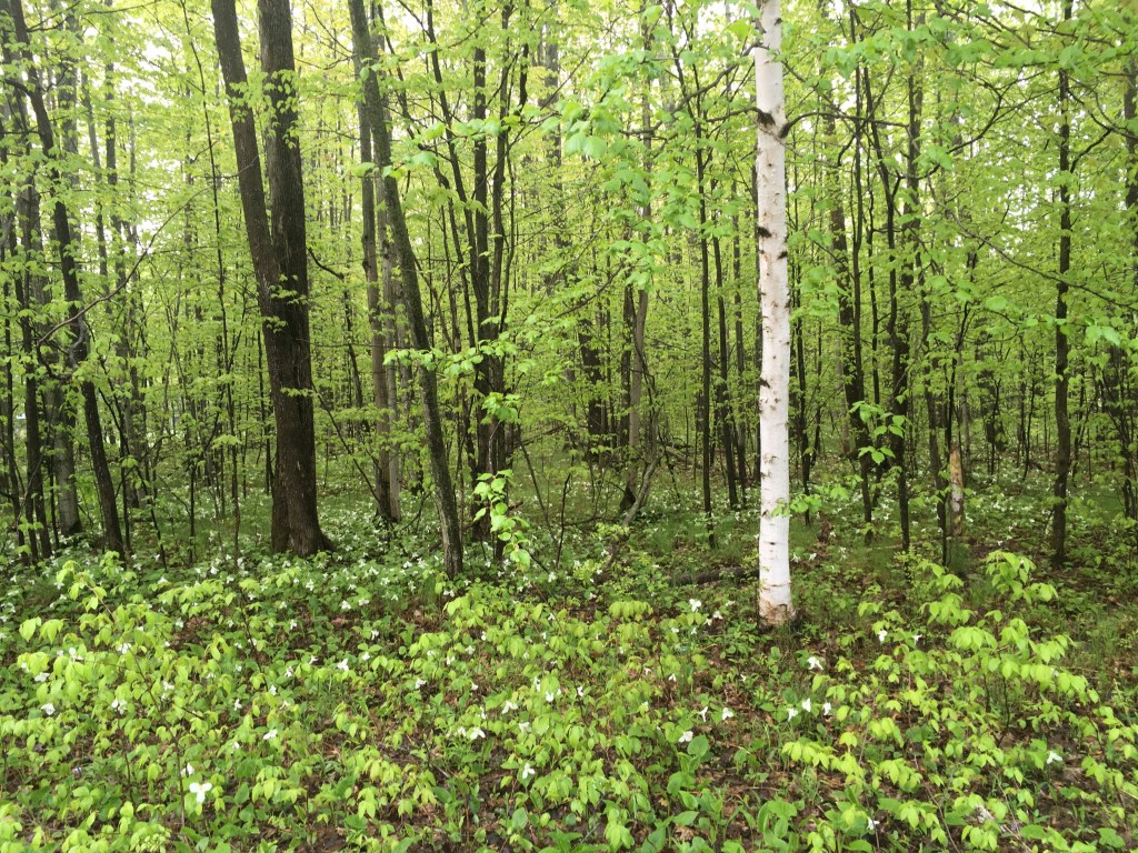One white birch tree in a green forest, trilliums in bloom around it.