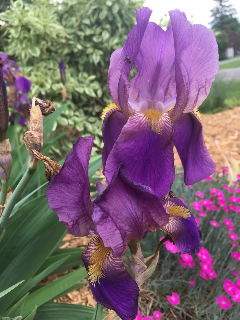 Purple iris