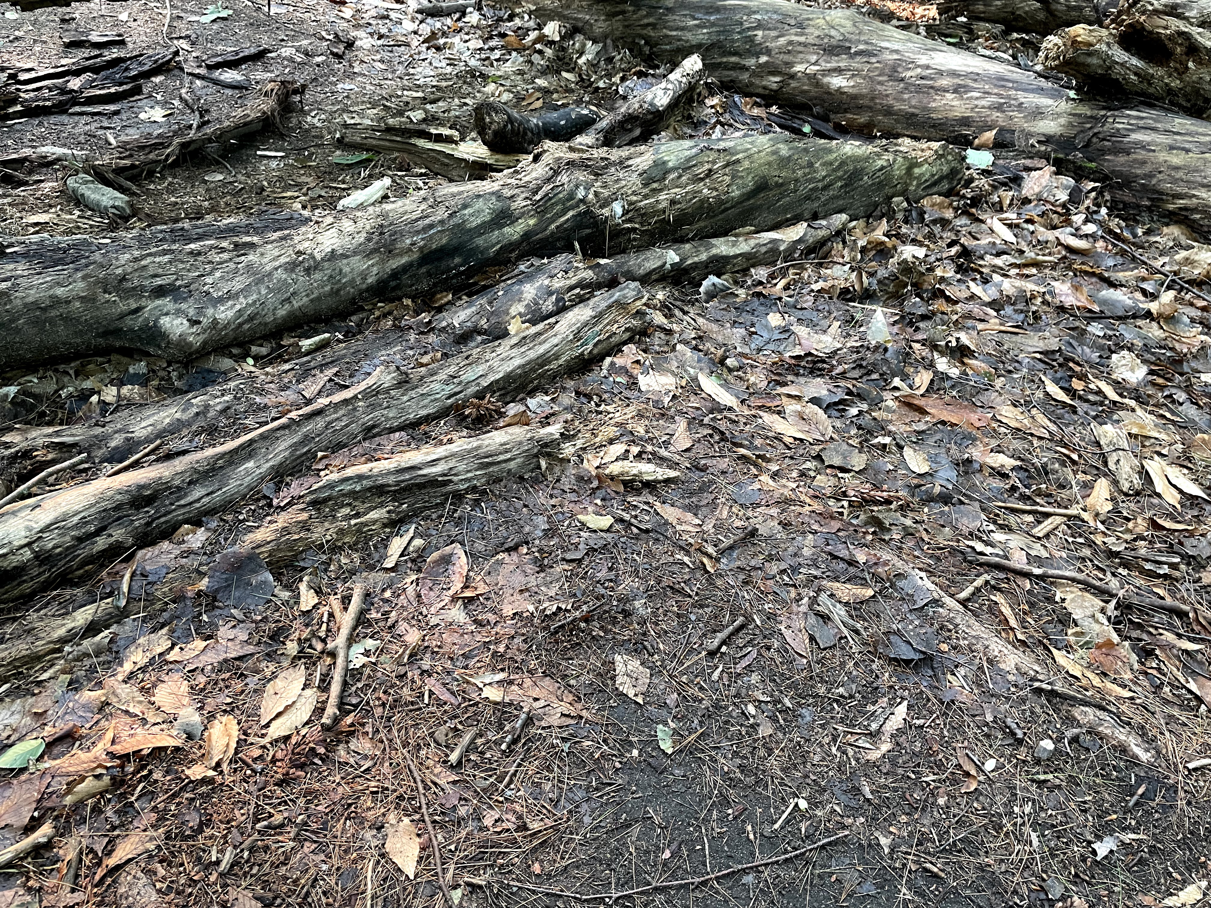 A decaying tree trunk, approximately 6 inches in diameter, across a forest path. 