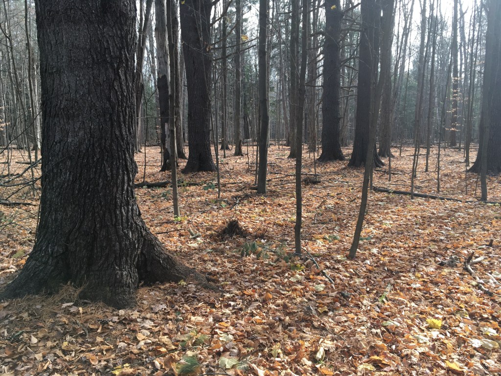 A deciduous forest in autumn with the large trunk of a mature tree in the foreground and smaller trees in the background. 