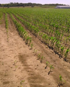 A field of corn in spring with rows of new sprouts about six inches high. A barn in the distance. 