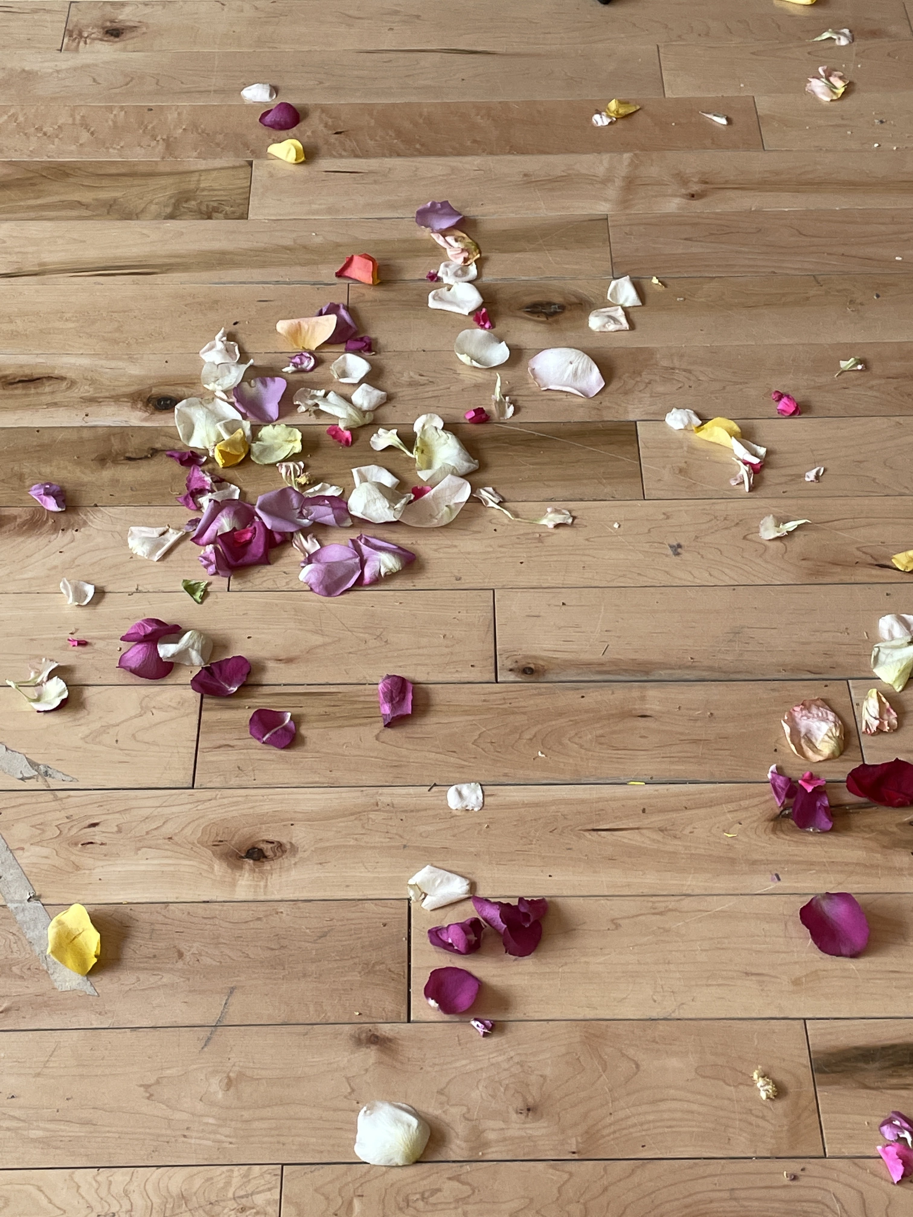 Rose petals scattered across an light pine hardwood floor. 