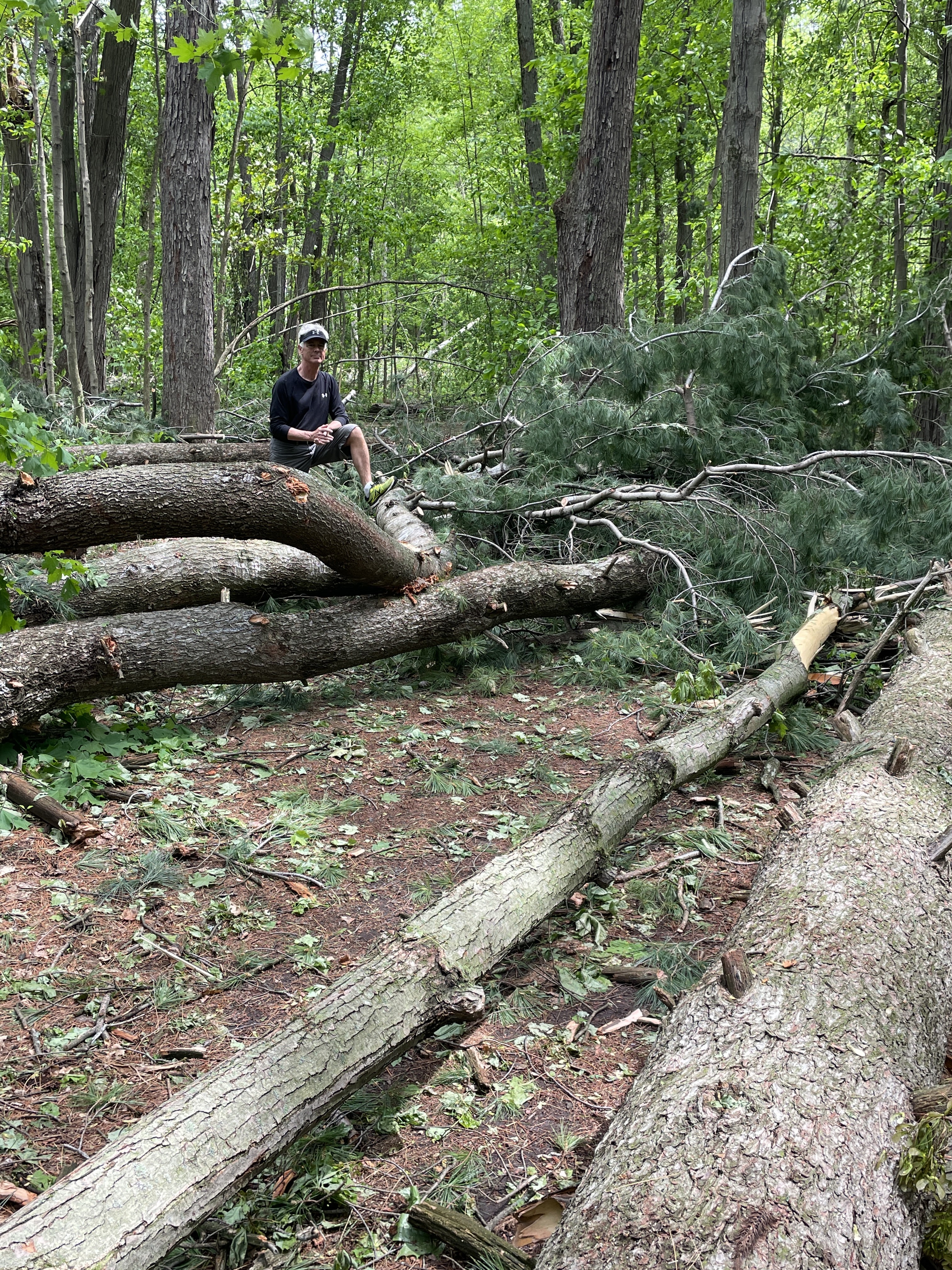 7 huge pines trees lie where they fell across a forest path. 