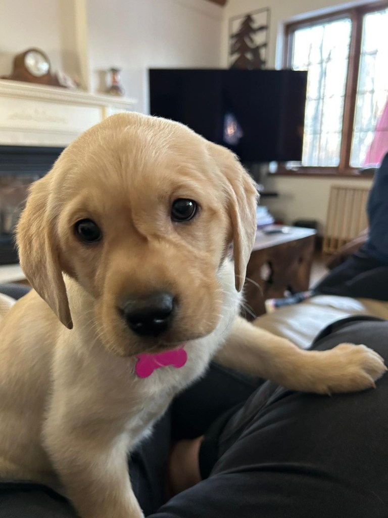 Yellow labrador puppy