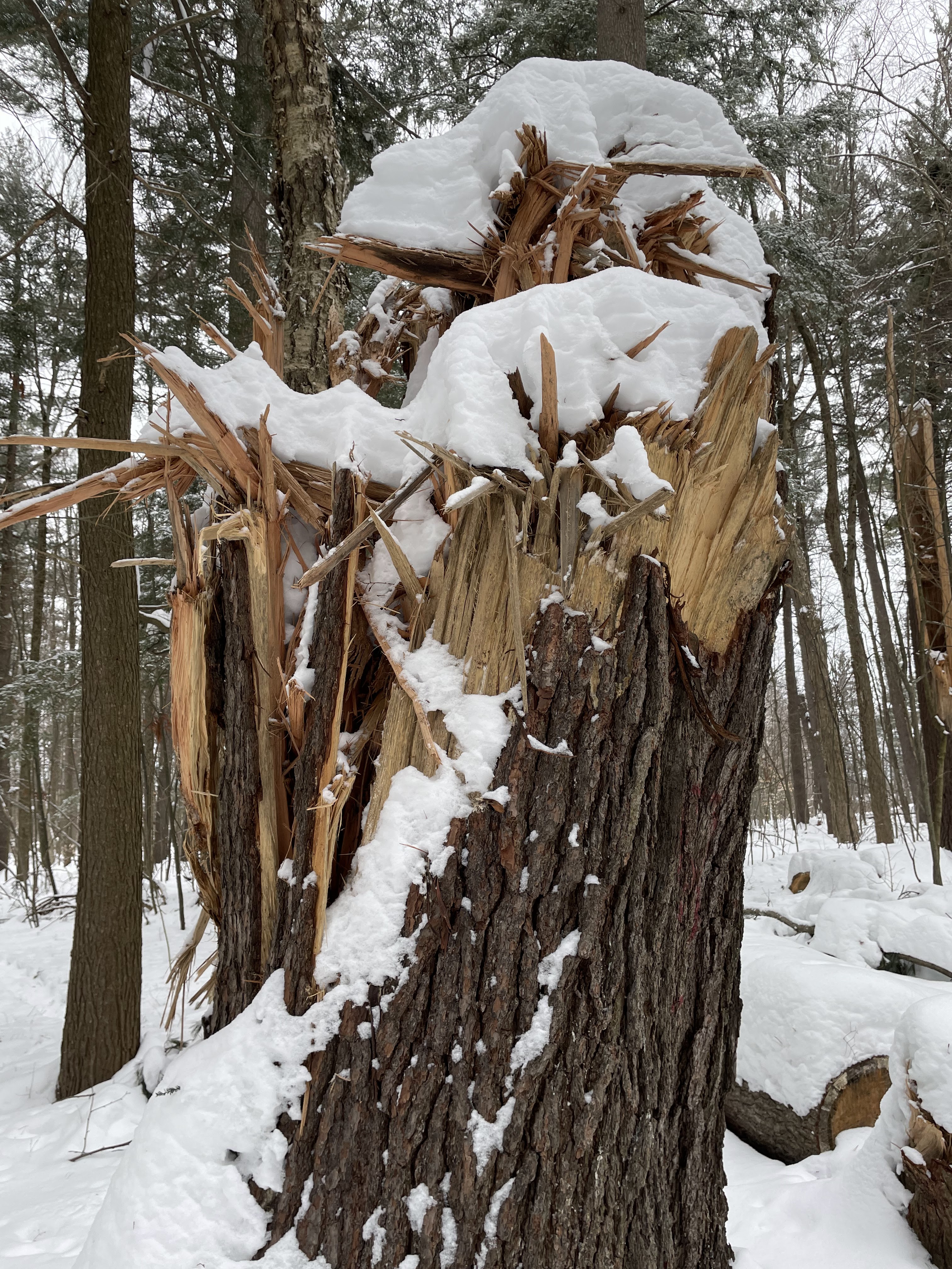 Trunk of a tree left behind after a derecho snapped off the top. Jagged splinters jut out of the top. 