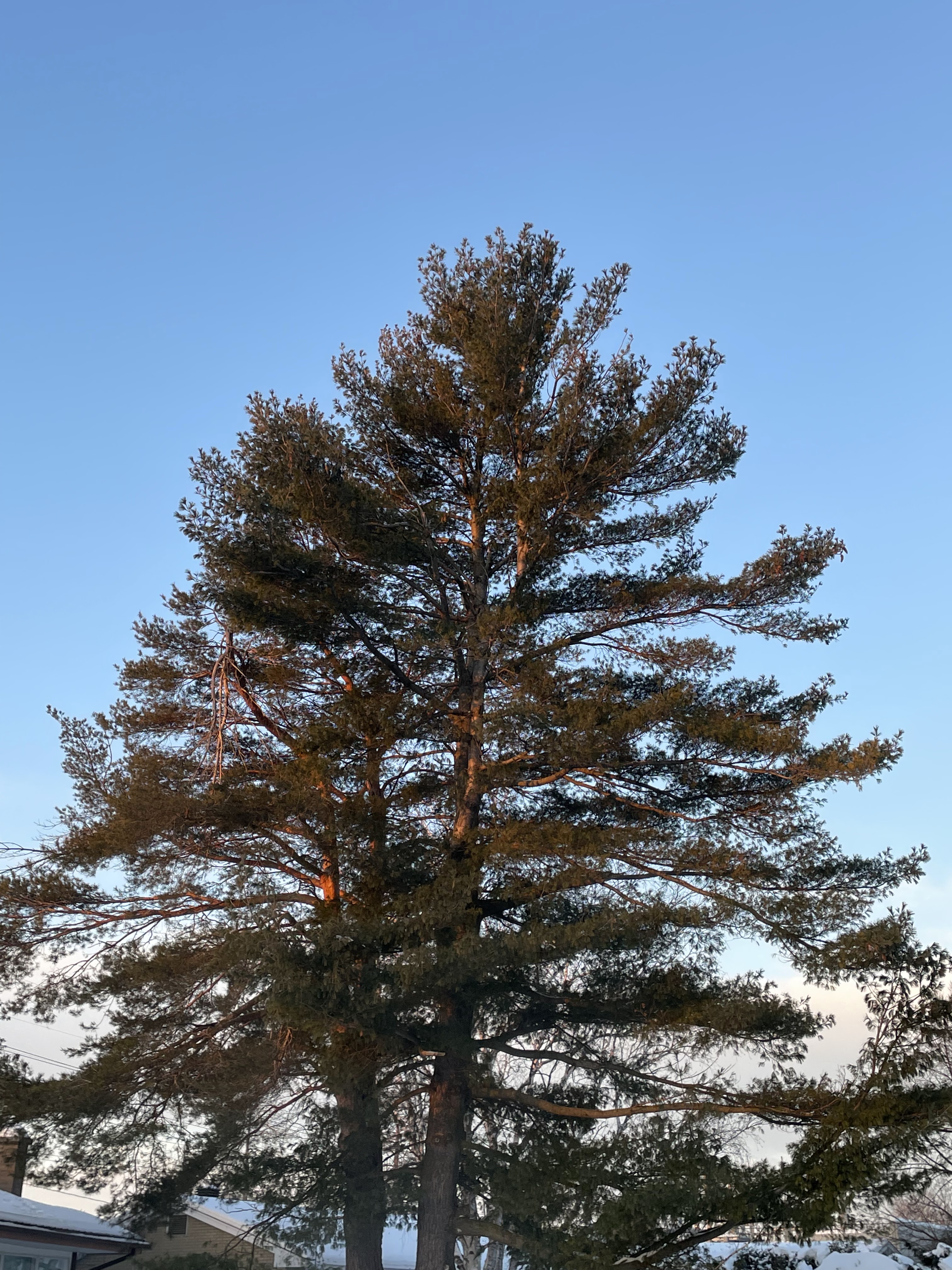 Morning sun reflects of a healthy evergreen tree shot against a blue sky. One broken branch hangs near the top. 