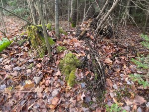 Stumps of dead trees covered with green moss.