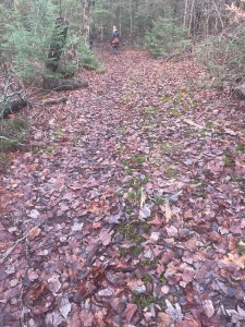 A leaf-covered forest path sloping downwards.