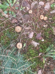 A cluster of puffballs on a forest floor.