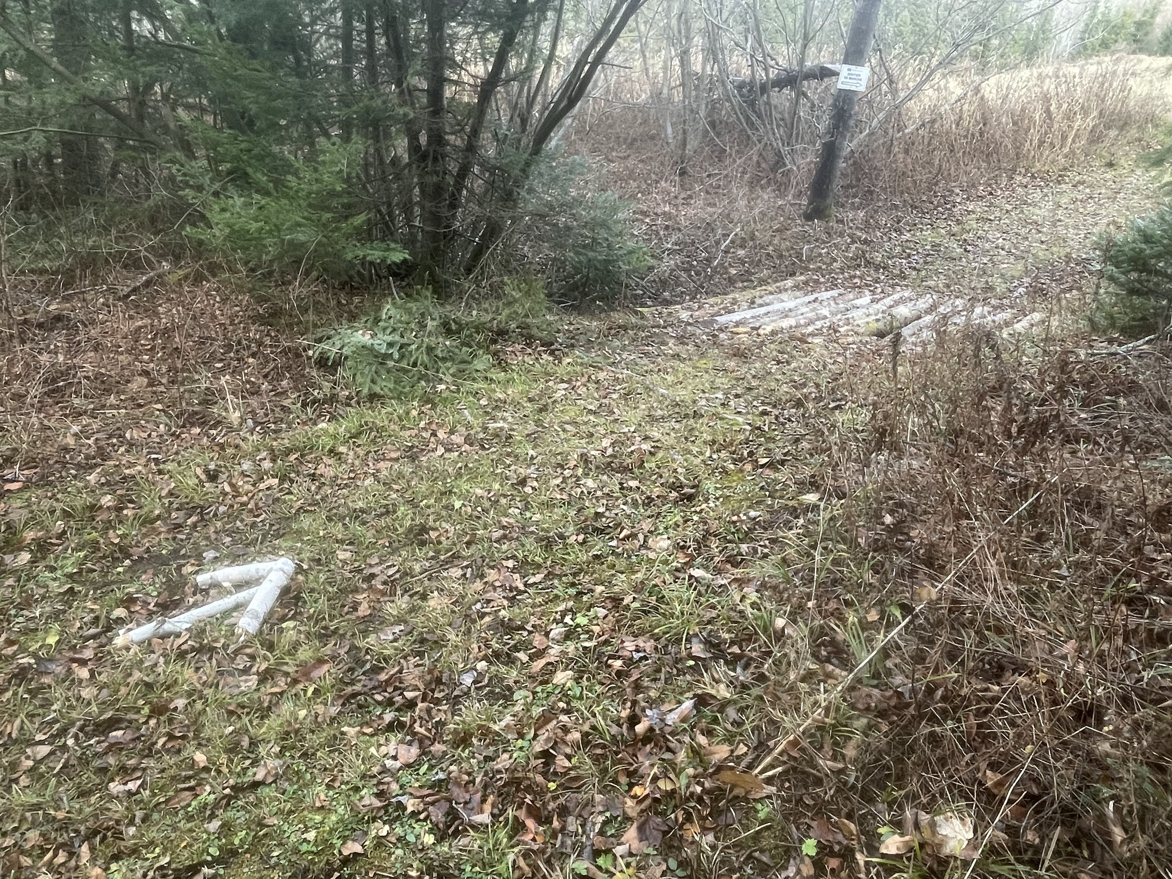 The same birch arrow and bridge, from a different angle.